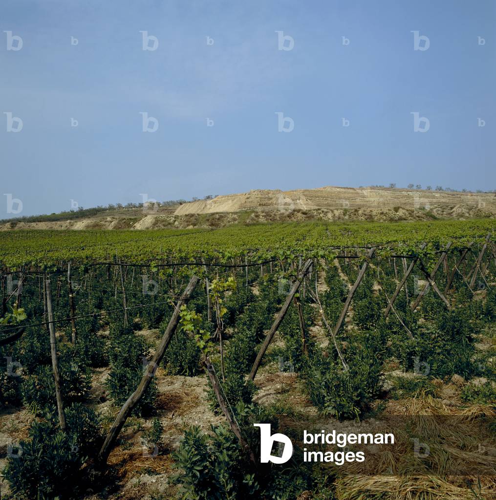 View of a vineyard in Puglia