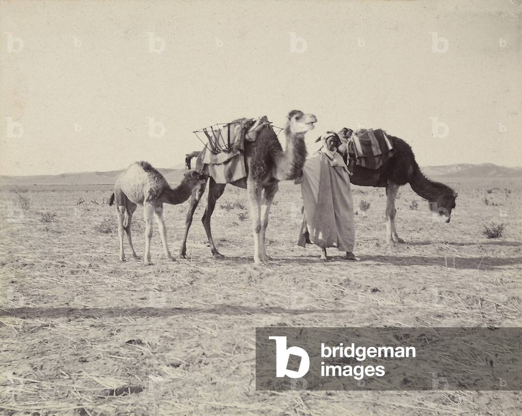 Camels in the Sahara Desert near the town of Biskra, Algeria, 1910 (print on double-weight paper)
