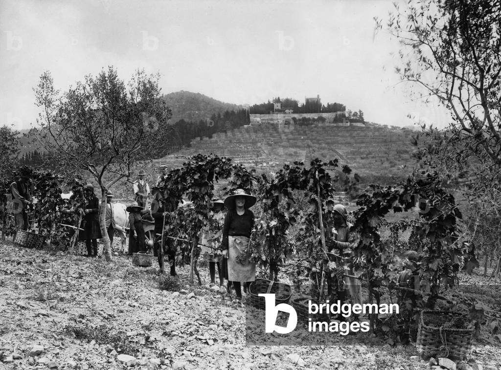 Chianti. Grape harvest in the fields of the castle of Brolio