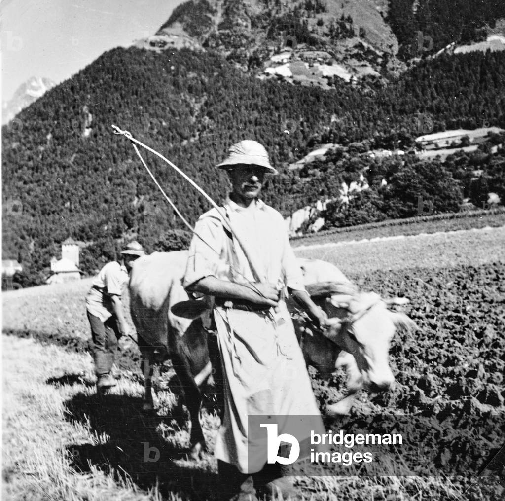 Farmers with oxen, Tirolo di Merano