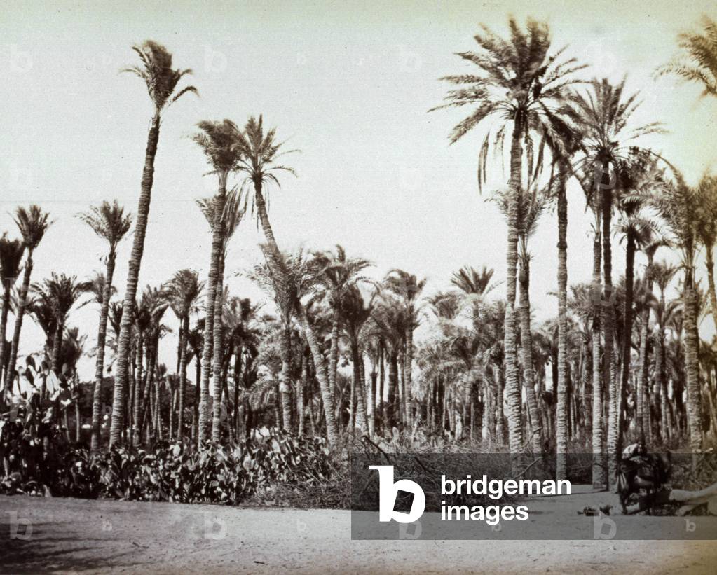 A palm grove in Egypt