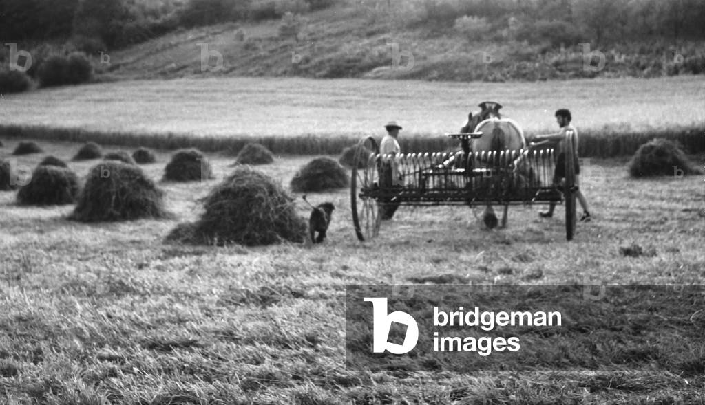 The harvest of hay in a field in Bordeaux (b/w photo)