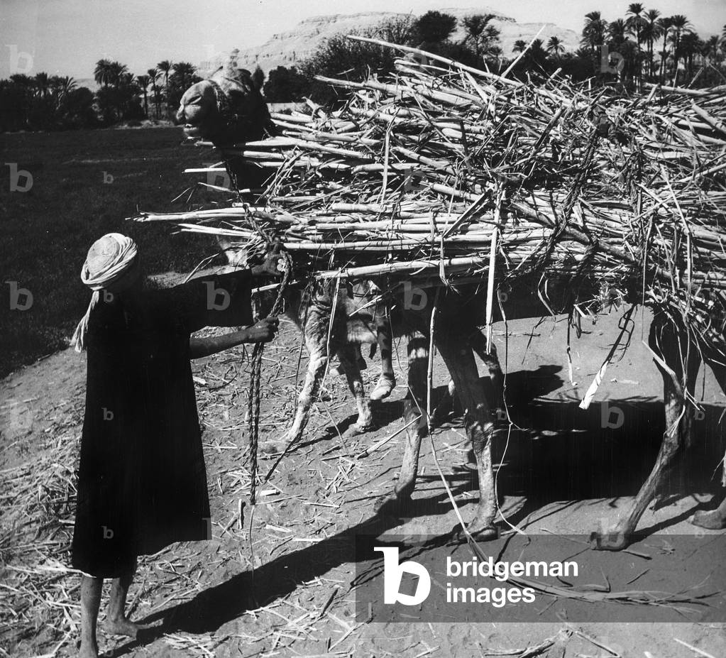 A man leading two donkeys laden with fagots, Egypt