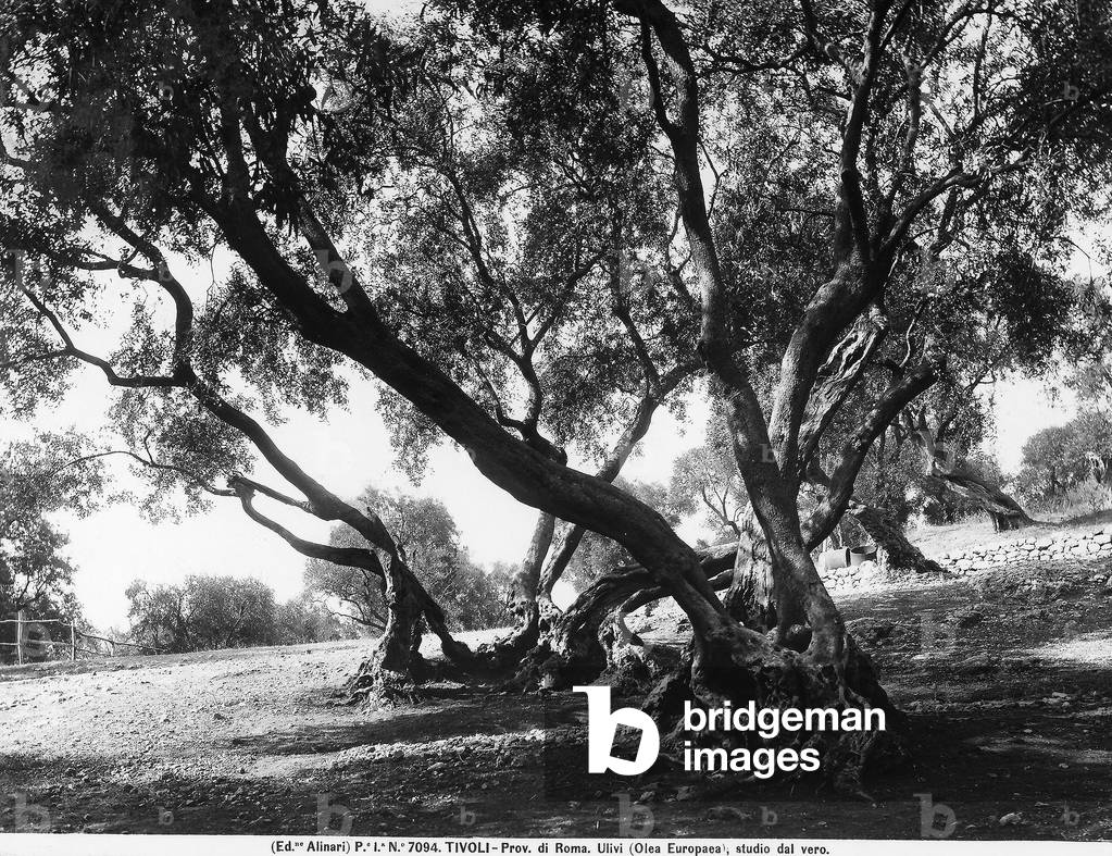 Olive trees (Olea Europea), Tivoli