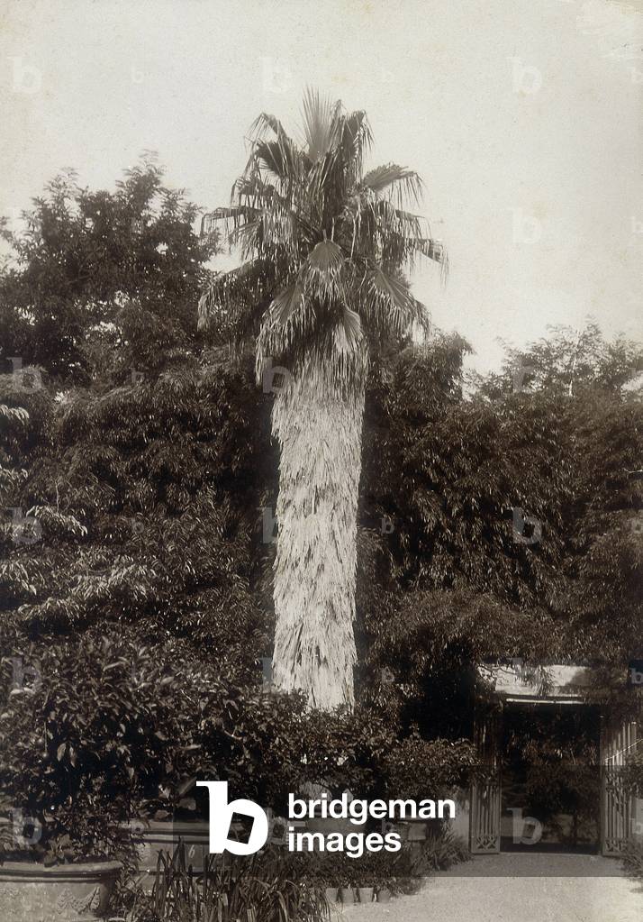 Botanical species in the garden of the castle of Montalbano, also known as Rocca Tedalda, owned by the Beccari family and located near Florence. The well-known botanist Odoardo Beccari lived here