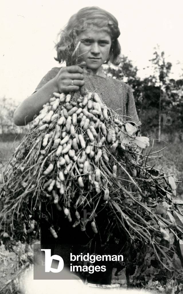 peanut crops, years 1920-1930
