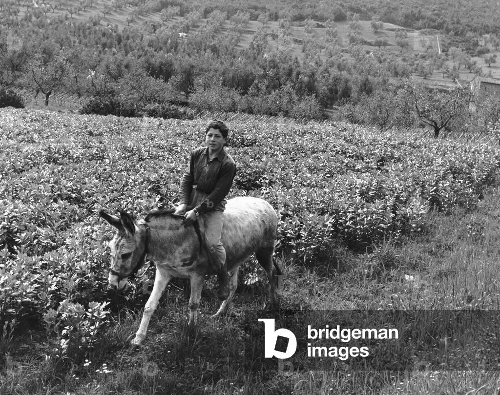 Boy riding a donkey race amiatina in a field near Porto Ercole in Monte Argentario (b/w photo)