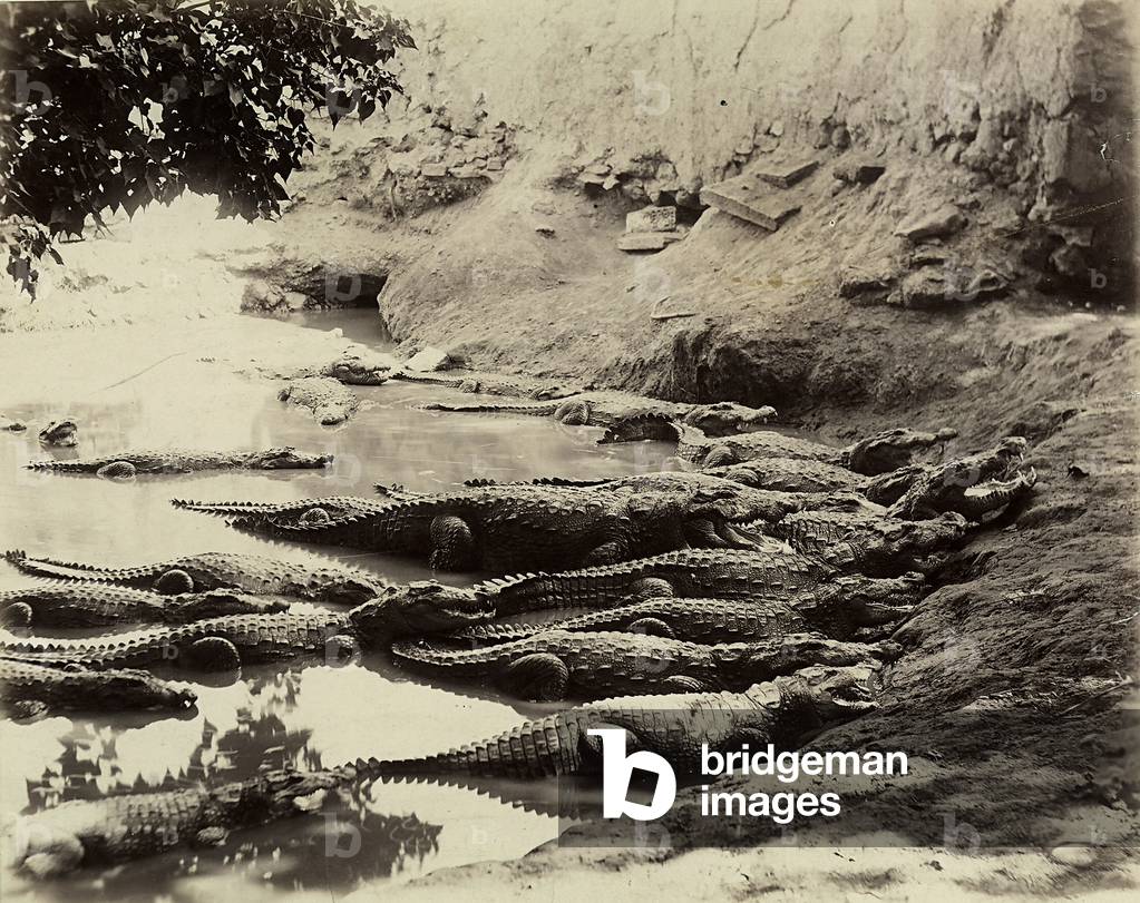 A group of crocodiles resting in a swamp in Karachi, Pakistan