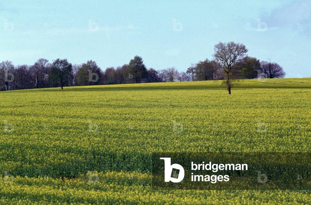 View of cultivated countryside in Colza