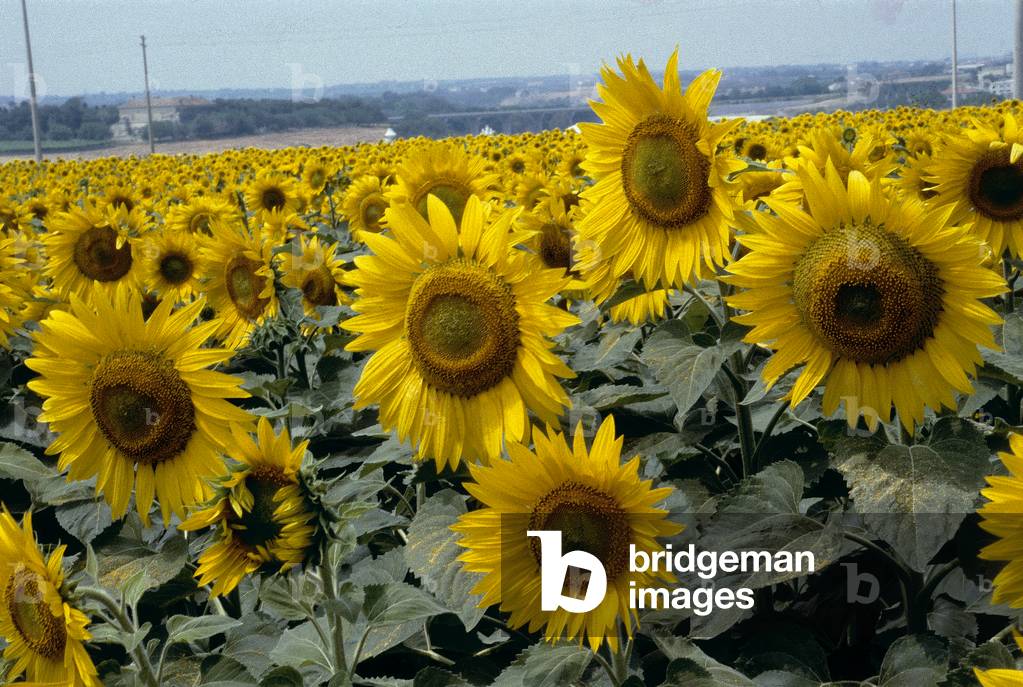 A sunflower field in upper Lazio