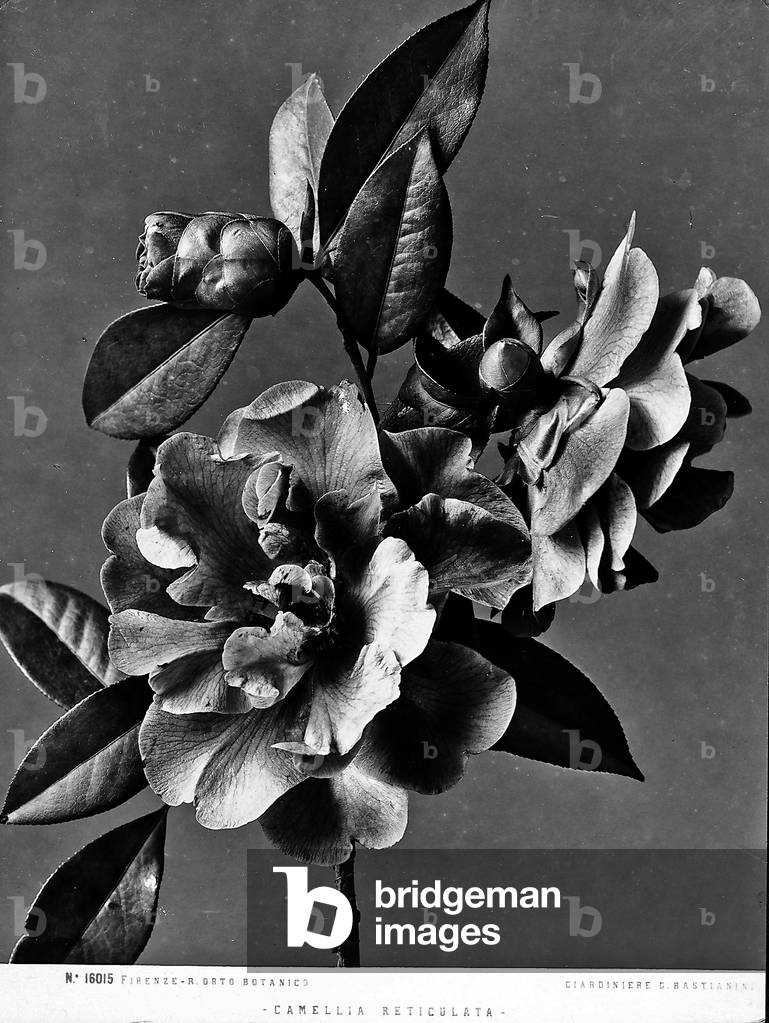 Camellia Reticulata, Botanic Garden, Florence.
