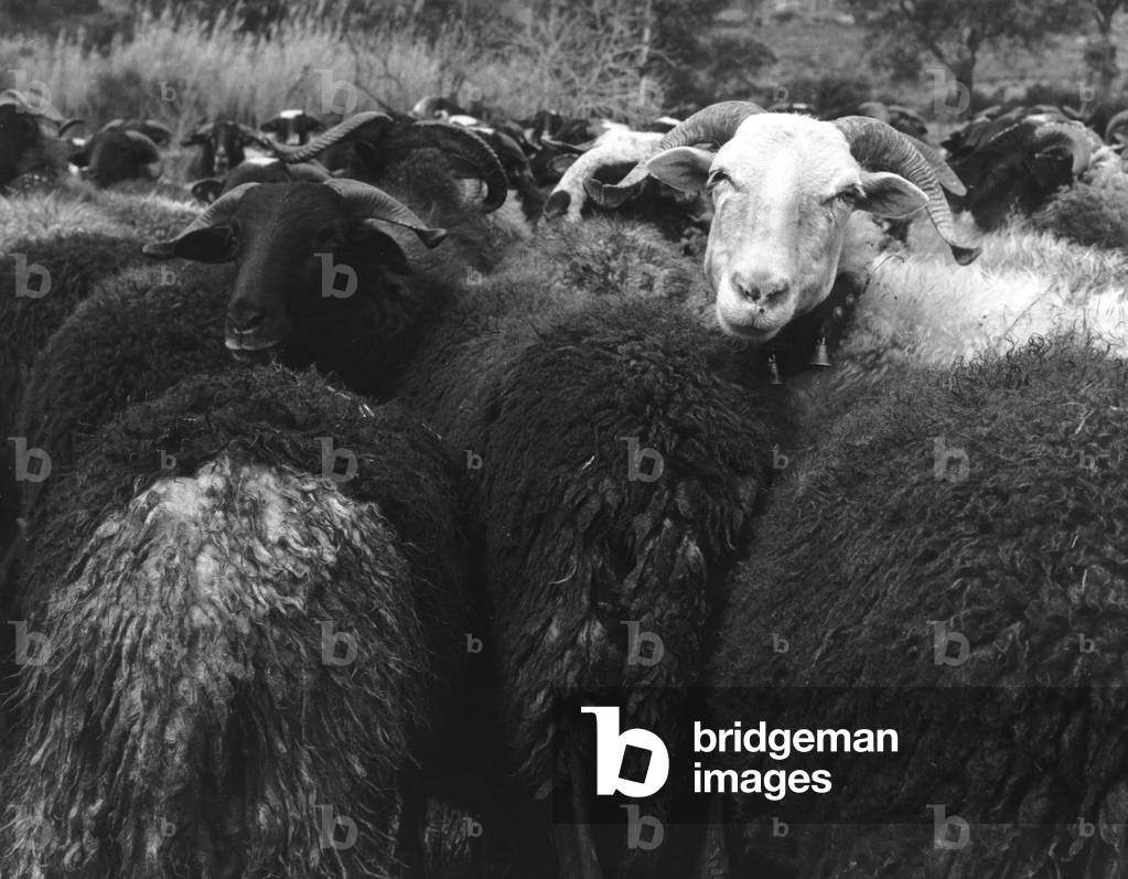 Flock of sheep in Porto Ercole in Monte Argentario (b/w photo)