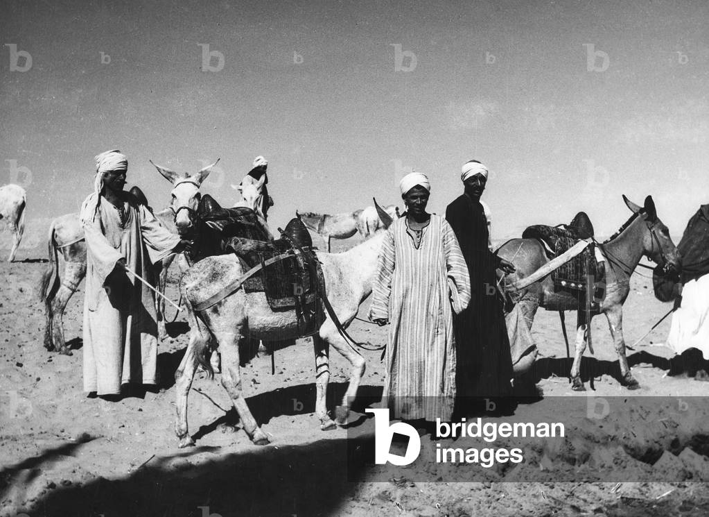 Bedouin donkey, Egypt