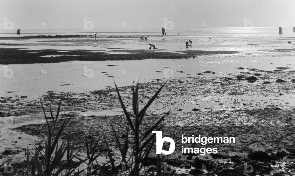 Binders clams in the lagoon of Venice (b/w photo)