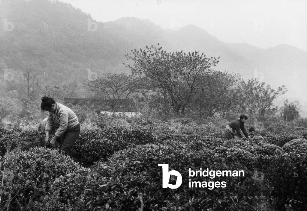 Tea pickers in Hangzhou (b/w photo)