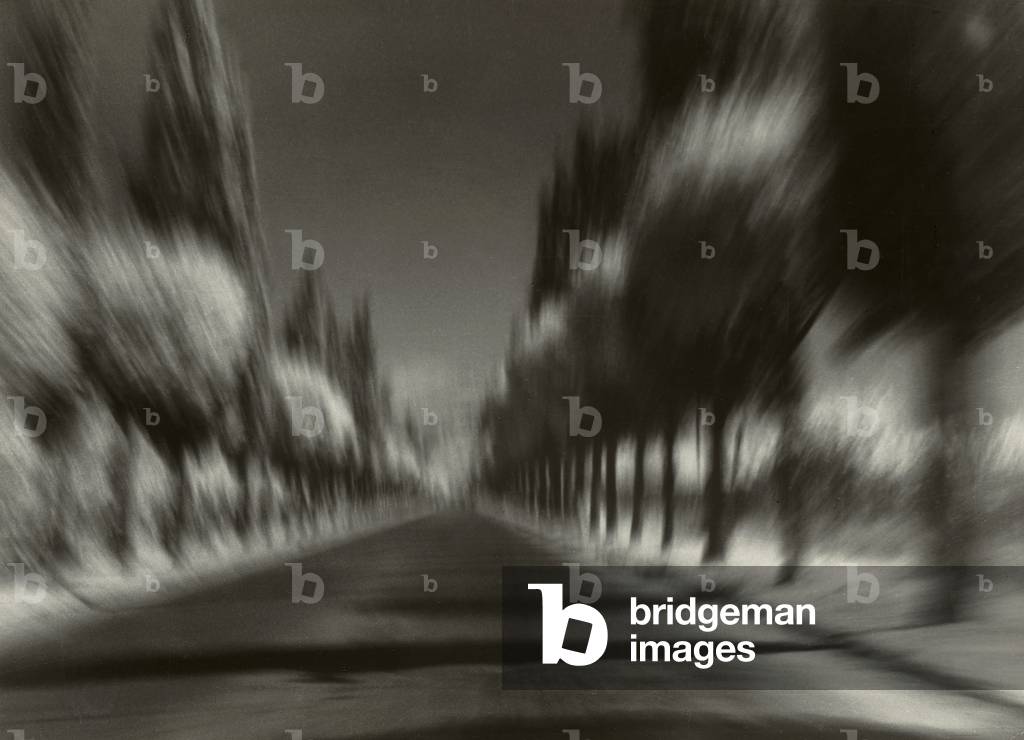 An avenue flanked by cypress trees