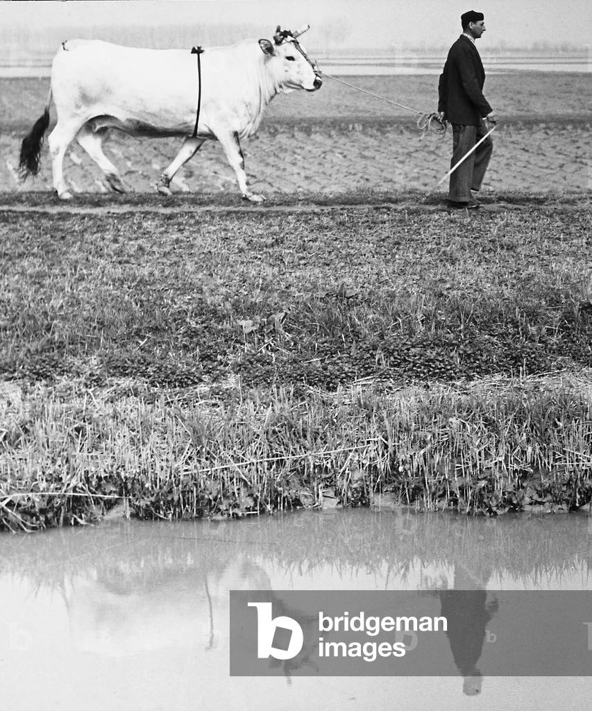 On the banks of a river, a man leads a bull. On the surface of the river, their image is reflected.