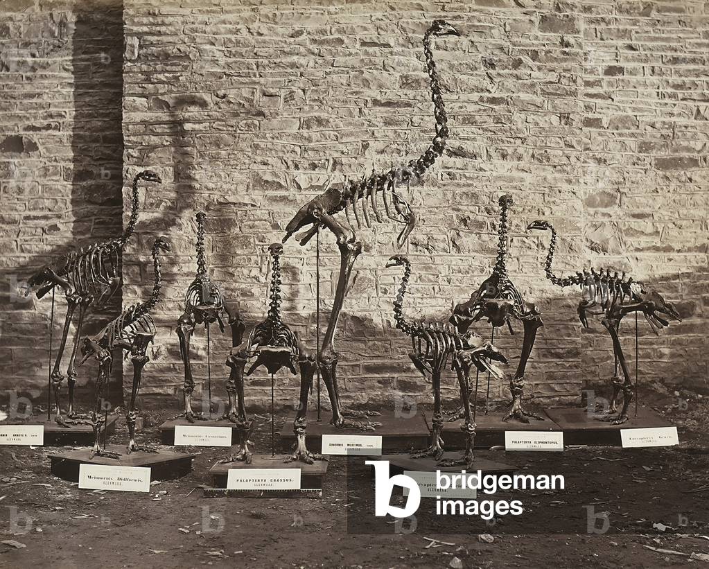 A souvenir of Odoardo Beccari's journeys: skeletons of Moa (giant New Zealand bird), in the Canterbury Museum of Christchurch, New Zealand