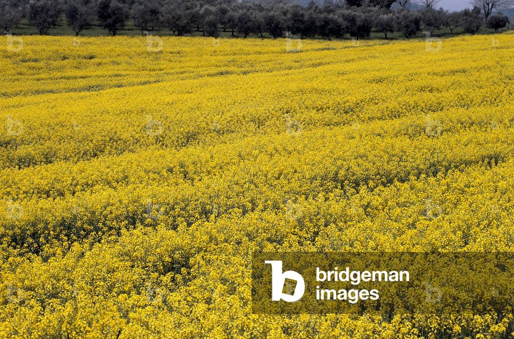 View of the cultivated italian countryside in Colza