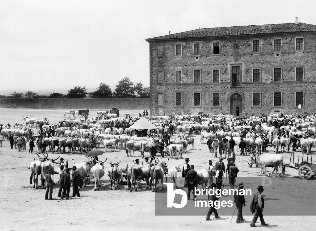 Animal fair in Piazza d'Armi in Siena