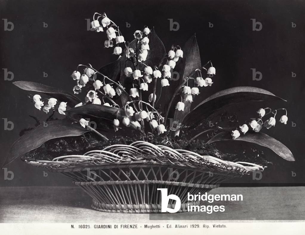 Lilies of the valley