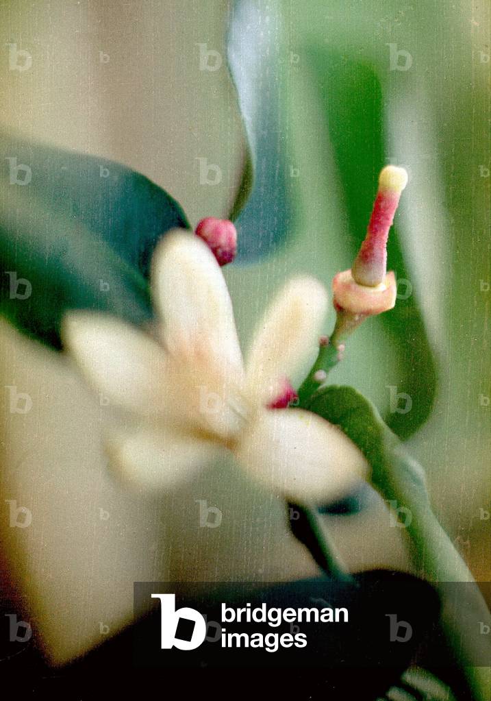 'Come nasce un limone', flower of a lemon-tree, 1970 (photo)