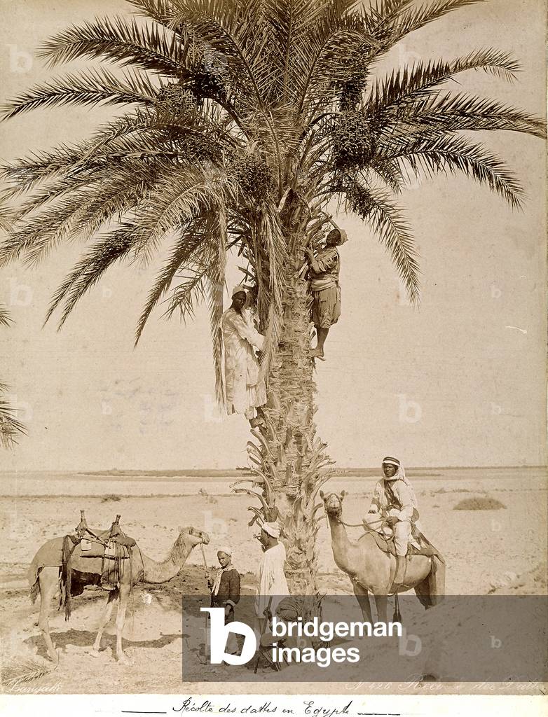 Date picking in Egypt, 1880 (print on double-weight paper)