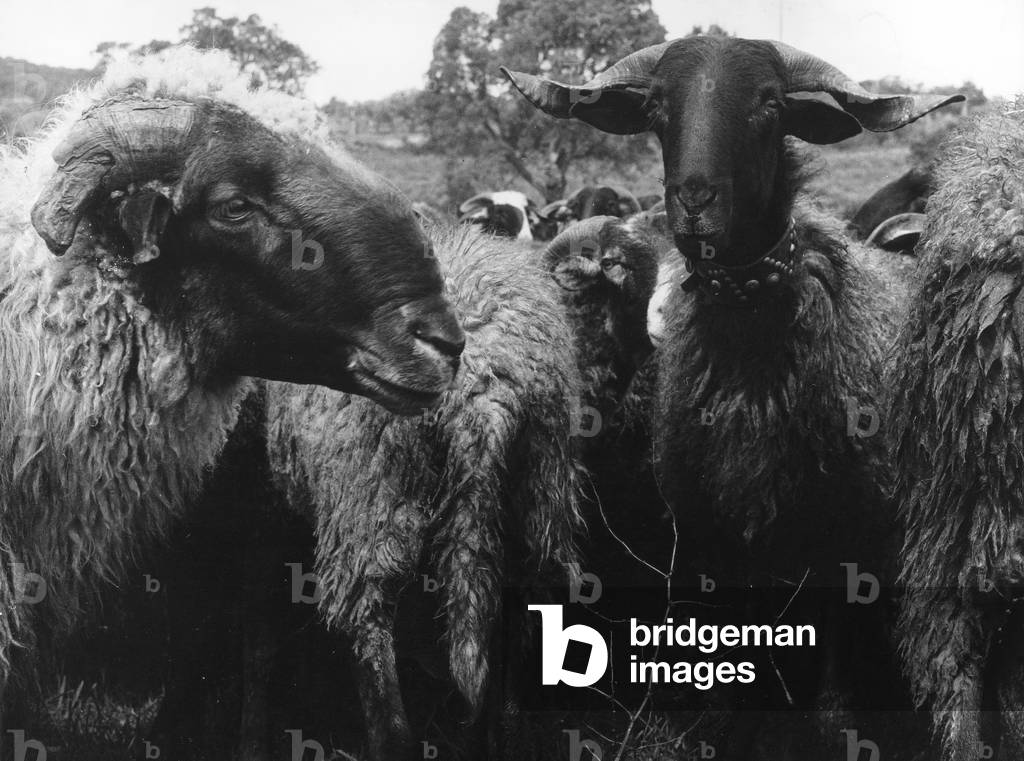 Rams close to Porto Ercole (b/w photo)