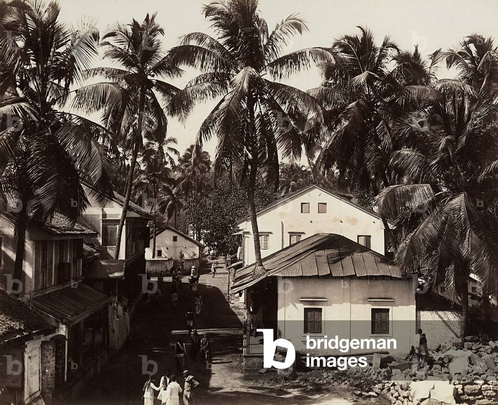 Houses built amongst the palms, around Penang, Malaysia, 1910 (print on double-weight paper)