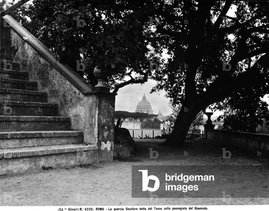The secular oak-tree called the Yew on the Janiculum in Rome. In the background the dome of St. Peter
