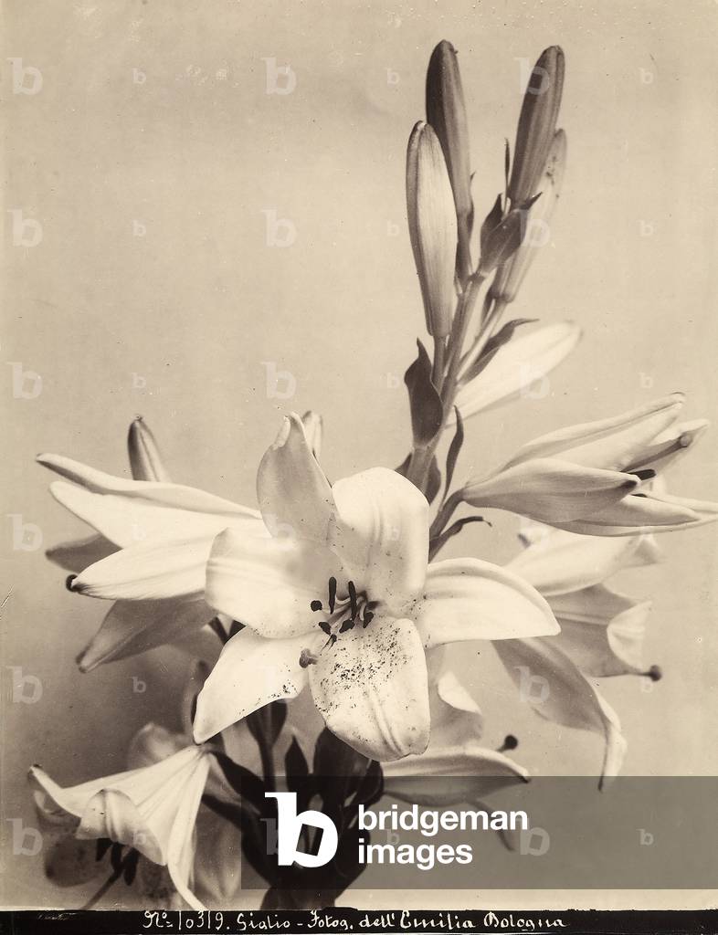 Irises