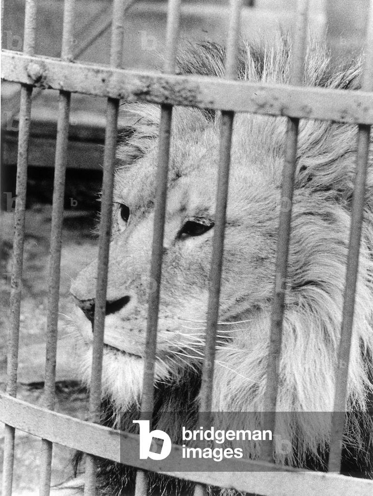 Close-up of a caged lion in a zoo