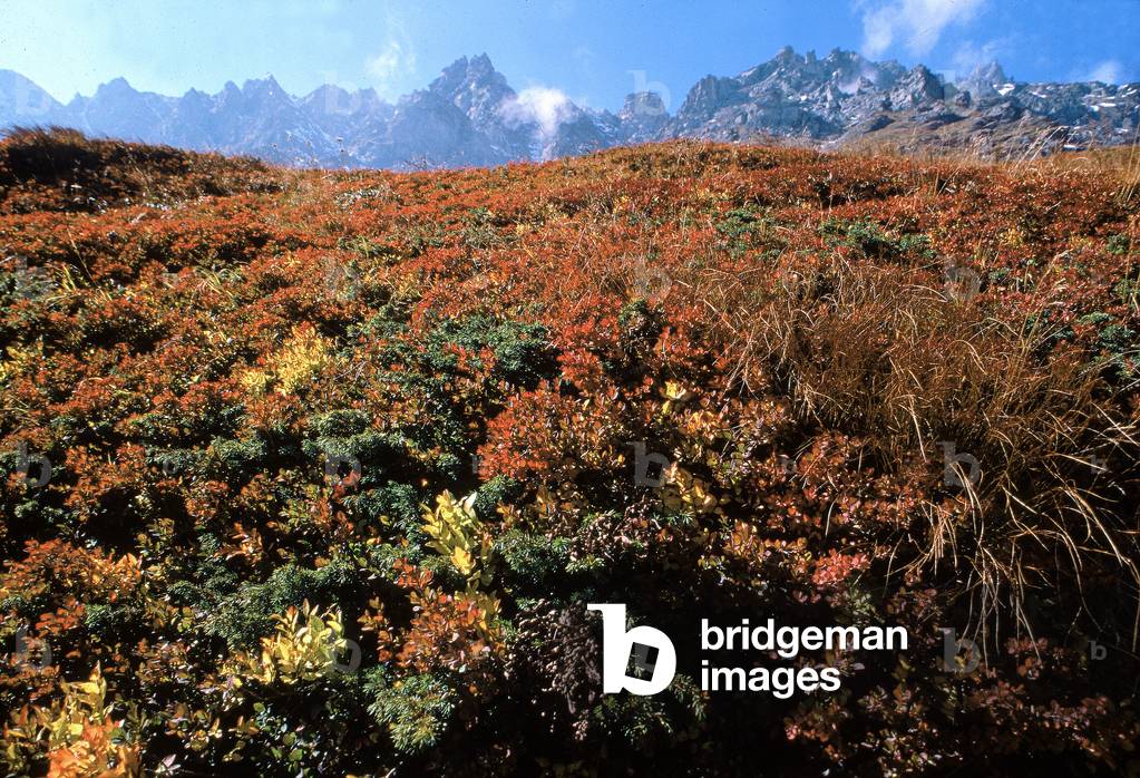 Fall mountain flowers in the forefront are framed by the peaks of the Alpine mountain chain in the background