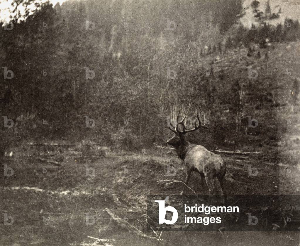 Moose in the National Park of Banff in Canada