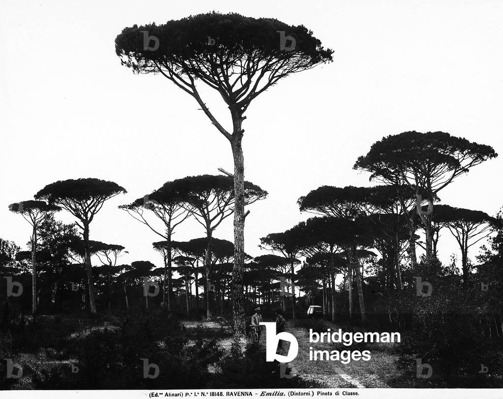 View of the pine forest of Classe in the environs of Ravenna. Two people are under a tall tree in the foreground.