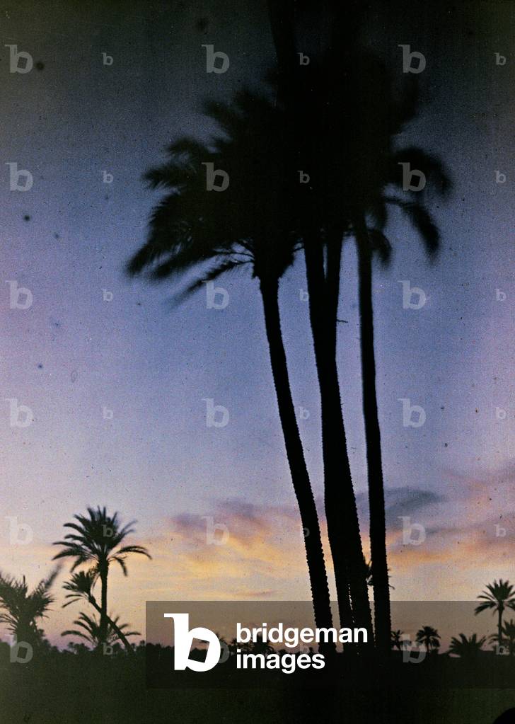 Palm trees at sunset (photo)