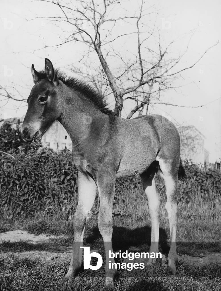Amiata donkey breed in Saturnia (b/w photo)