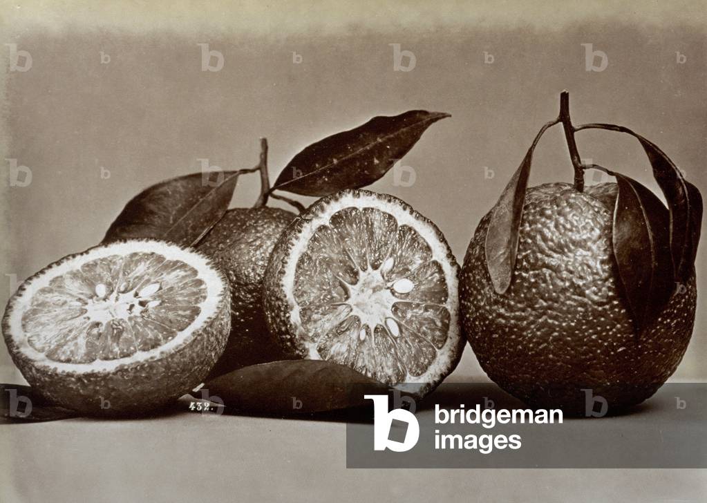 Close up of some oranges, one of them cut in half (b/w photo)