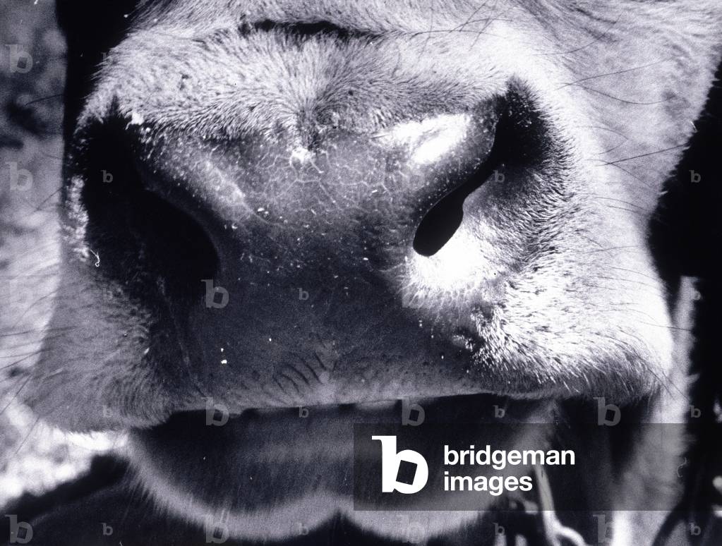 Close-up of the muzzle of a cow (b/w photo)