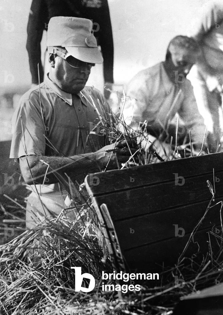 Mussolini participating in the wheat harvest (b/w photo)