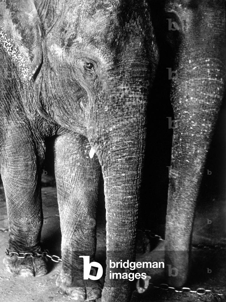 Elephants