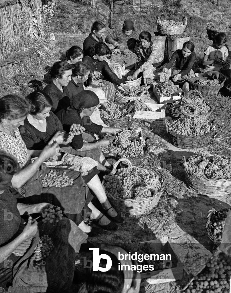 Harvest in the vineyards of Forrottoli in Quarrata: group portrait