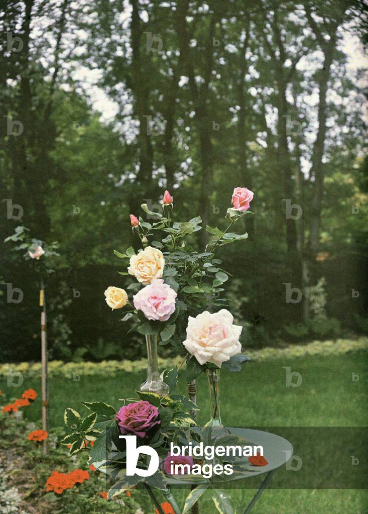Rose bush, Agnetz (photo)