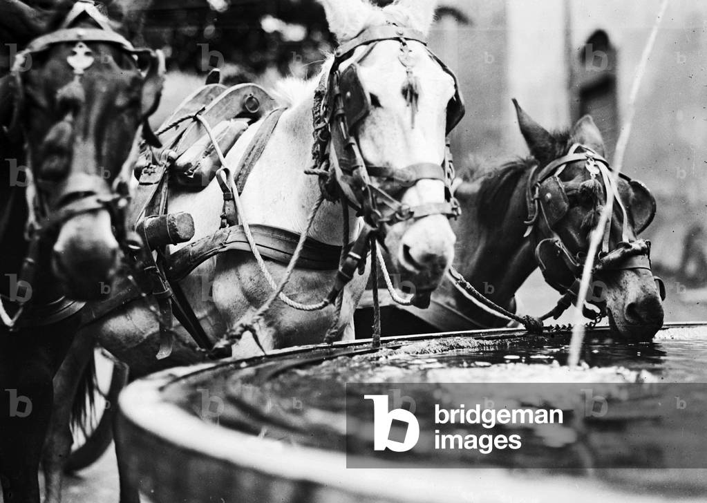 Horses drinking in a fountain, Lazio
