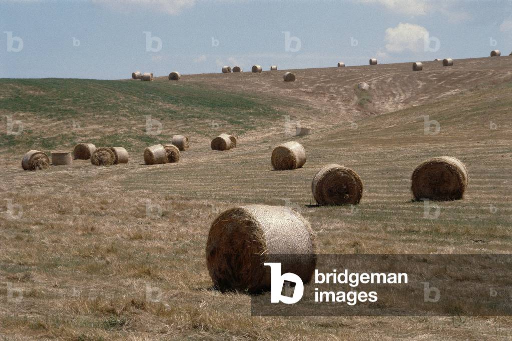 Bails of hay in a field after harvesting