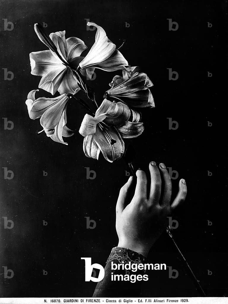 Lily stem held by a wax hand.