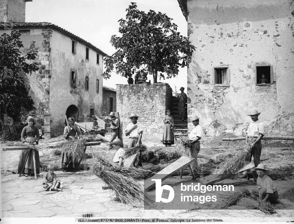 Threshing wheat in Calcinaia