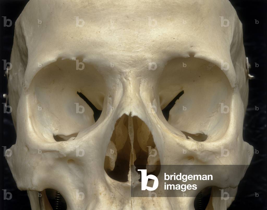 Skull of an adult. Frontal view. Detail of the orbital and nasal cavities. Anatomical exhibit housed at the Università degli Studi di Firenze, Department of Anatomy, Histology, Legal Medicine, Anatomy Section