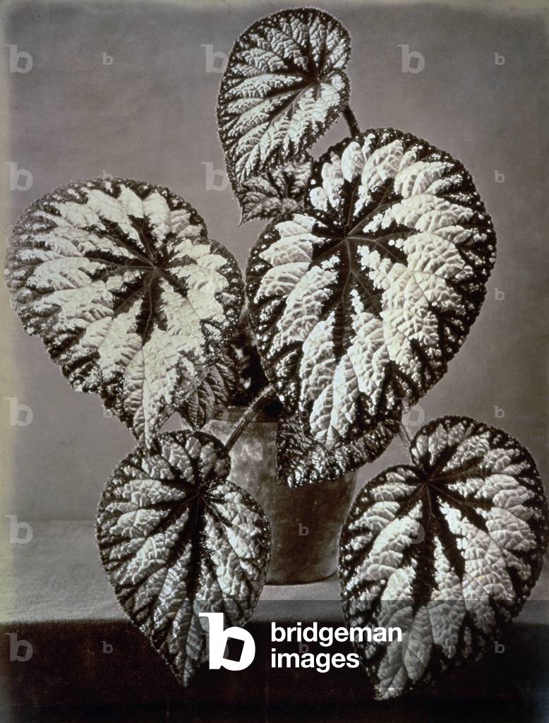 Specimen of 'Begonia Rex' in the garden of the Marchesi Strozzi, in Florence. The plant, named 'Contessa Pandolfini', has the characteristic frilled silver edged leaves