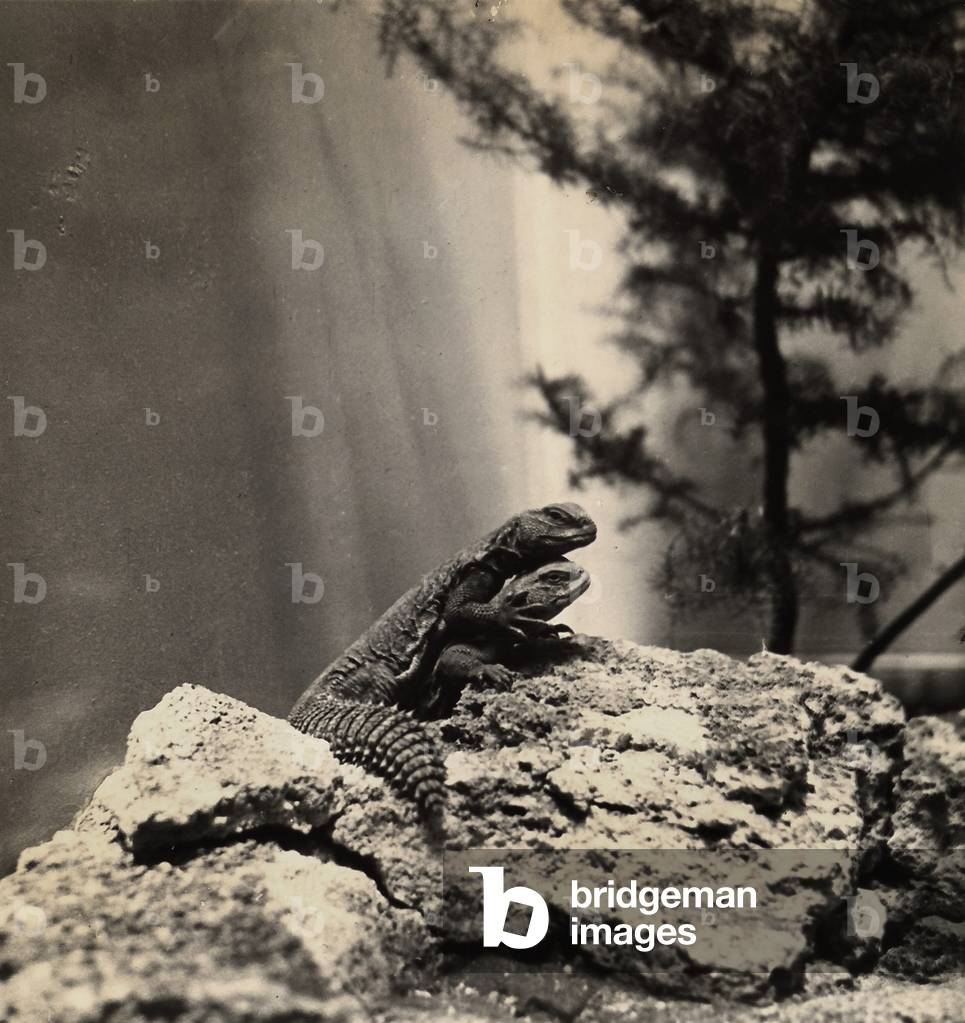 Iguana (photo)